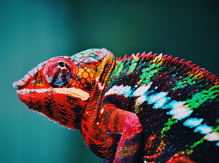 Rich colored chameleon