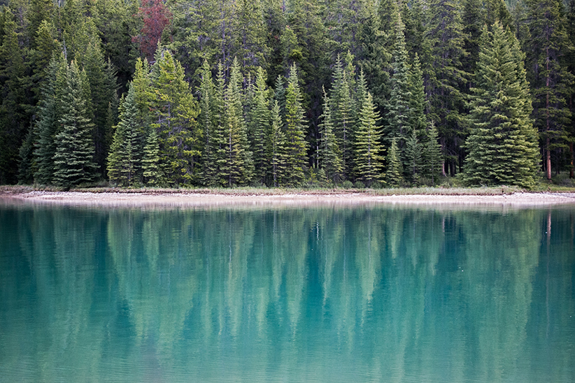 forest reflected in a lake